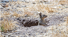 California Squirrel