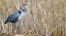 Blue Heron